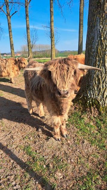 Te koop schotse hooglander., Dieren en Toebehoren, Runderen, Mannelijk, 0 tot 2 jaar