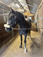 Leuke jonge D pony, Dieren en Toebehoren, Ruin