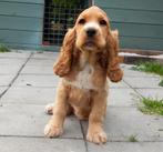 Superlief cocker spaniël teefje, Dieren en Toebehoren, Honden | Retrievers, Spaniëls en Waterhonden, België, Fokker | Hobbymatig