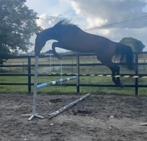 3j grote  bwp ruin, Dieren en Toebehoren, Paarden, Ruin, Zadelmak