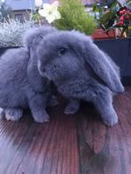 Franse hangoren, Dieren en Toebehoren, Vrouwelijk, Middelgroot, Hangoor, 0 tot 2 jaar