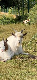 Bokje, Dieren en Toebehoren, Schapen, Geiten en Varkens