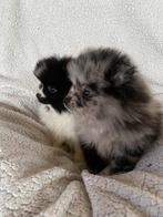 Prachtige pomeriaan dwergkees pups, Dieren en Toebehoren, CDV (hondenziekte), België, Fokker | Hobbymatig, Keeshond