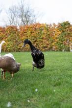 Indische loopeendjes te koop, Animaux & Accessoires, Volatiles