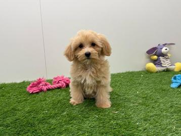Maltipoo pups beschikbaar voor biedingen