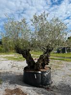Olijfboom dubbele stam, Lente, 100 tot 250 cm, Olijfboom, Ophalen