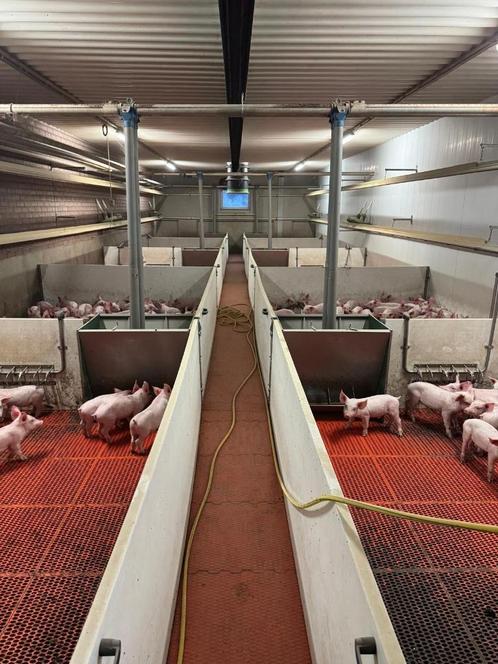 Biggen hokken 3,30x2,54 [403], Dieren en Toebehoren, Schapen, Geiten en Varkens