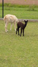 Alpaca merrie's en hengst, Dieren en Toebehoren, Overige Dieren