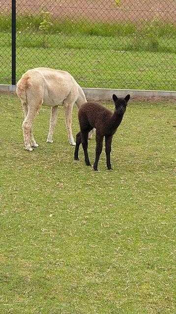 Alpaca merrie's en hengst  beschikbaar voor biedingen