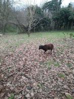 Soay rammetje, Dieren en Toebehoren, Mannelijk, Schaap, 0 tot 2 jaar