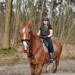 paard zoekt 5 sterren huisje, Dieren en Toebehoren, Gechipt, 175 cm of meer, Ruin, Niet van toepassing