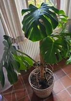 Monstera, Huis en Inrichting, Kamerplanten, Ophalen