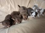 Chihuahua pups, Dieren en Toebehoren, Honden | Chihuahua's en Gezelschapshonden, België, 8 tot 15 weken, Meerdere, Meerdere dieren