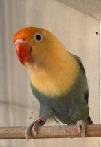 Fischerie opaline violet yf 2024 ( pop ), Femelle, Perroquet nain ou Inséparable, Bagué