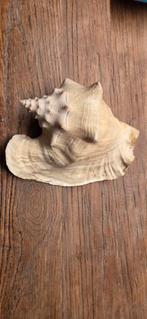 Schelp/ roze vleugelhoorn., Verzamelen, Ophalen of Verzenden