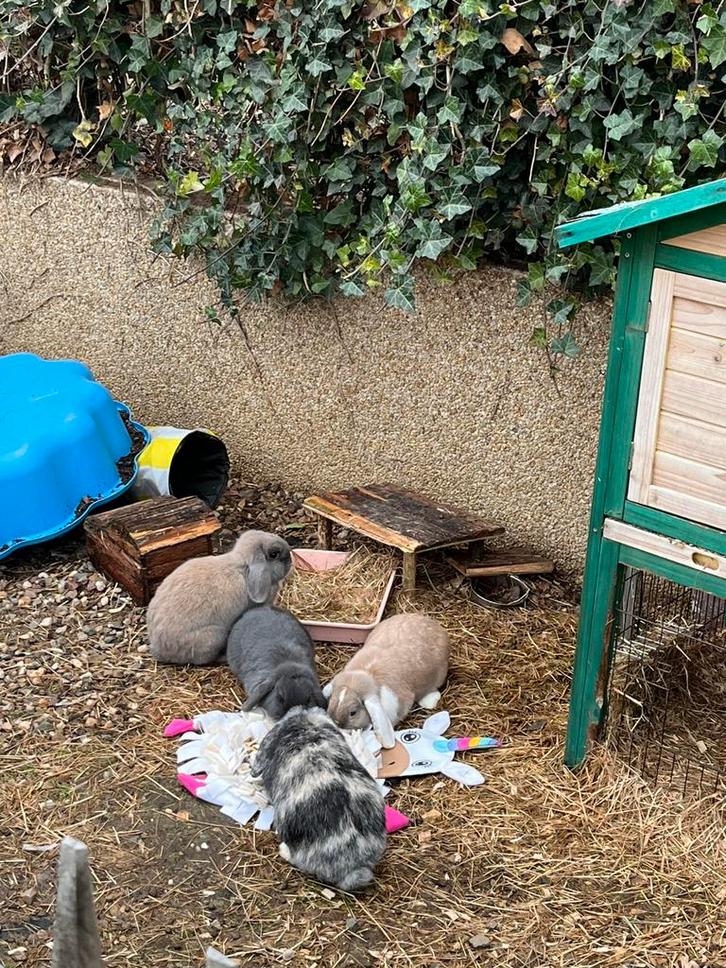 GEZOCHT! Minilop/ NDH, Dieren en Toebehoren, Konijnen, Dwerg, Vrouwelijk, Hangoor