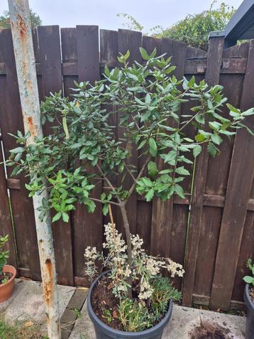 Verse zaden steeneik - quercus ilex beschikbaar voor biedingen