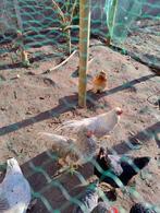 Hanen Schijndelaar, Dieren en Toebehoren, Pluimvee