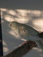 Kakariki, Dieren en Toebehoren, Vogels | Parkieten en Papegaaien