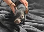 Götinger dwerg varkentjes van 8 weken oud hand opgekweekt, Dieren en Toebehoren, Schapen, Geiten en Varkens