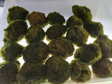 Mosballen/Cladophora aegagropila 5cm zuurstofplant 1x/10x/20 beschikbaar voor biedingen