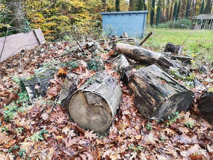 te zagen haardhout, Tuin en Terras, Brandhout, Stammen, Overige houtsoorten, 6 m³ of meer, Ophalen