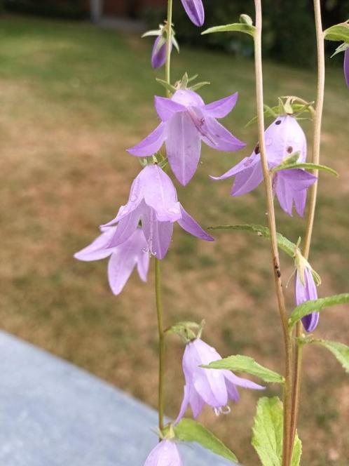 Campanula Persifolia, Tuin en Terras, Planten | Tuinplanten, Halfschaduw, Ophalen