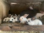 Reuzenvlinder voedster + 14 jongen, Dieren en Toebehoren, Konijnen