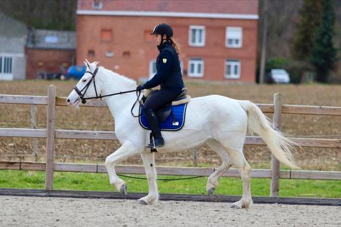 Connemara 1.56, Dieren en Toebehoren, Paarden, Merrie