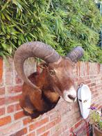 Opgezette moeflon taxidermie schedel gewei jacht hoorn hert, Ophalen, Wild dier, Gewei of Kop