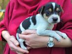 boerenfox pups, Dieren en Toebehoren, België, Fokker | Hobbymatig, Overige rassen, CDV (hondenziekte)