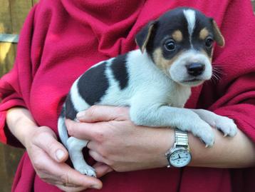 chiots fox fermiers, Belgique, 8 à 15 semaines, Plusieurs, Éleveur | Loisir
