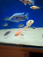 Cichlides malawi protomelas mara rock 7-9 cm, Dieren en Toebehoren