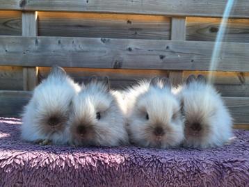 4 teddy dwerg dwergkonijn rammen beschikbaar voor biedingen