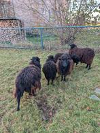 3 ouessant ooien, Dieren en Toebehoren, Schapen, Geiten en Varkens