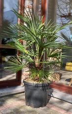 Trachycarpus Fortunei palmboom, Tuin en Terras, Planten | Bomen, Ophalen, Winter, Palmboom