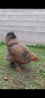 Brahma hen, Dieren en Toebehoren, Vrouwelijk, Kip