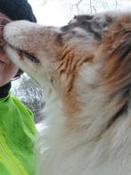 Wandelingen met hond