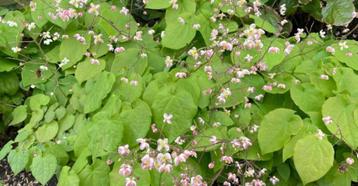 Epimedium pubigerum (elfenbloem) beschikbaar voor biedingen