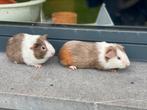 Jonge cavia’s, Dieren en Toebehoren, Knaagdieren, Cavia