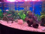 Aquarium, Vis