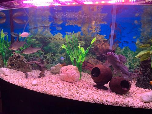 Aquarium, Dieren en Toebehoren, Vissen | Aquariumvissen, Vis