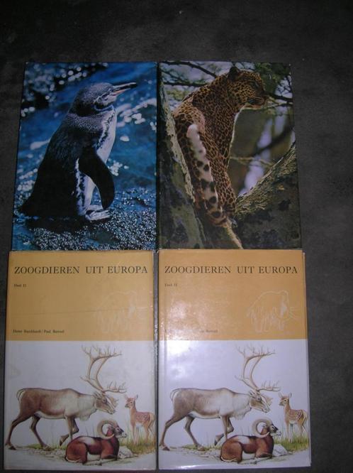 3 verschillende dierenboeken, Livres, Animaux & Animaux domestiques, Utilisé, Oiseaux, Enlèvement