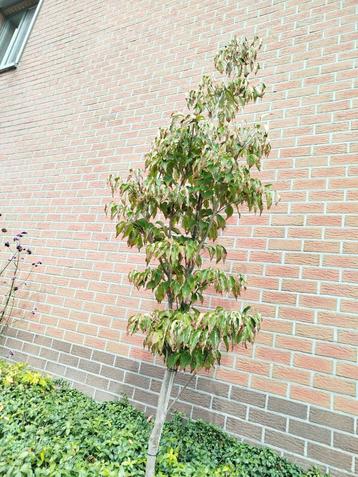Meerstammige Cornus kousa (Chinees Kornoelje)  beschikbaar voor biedingen
