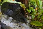 Synodontis, Dieren en Toebehoren
