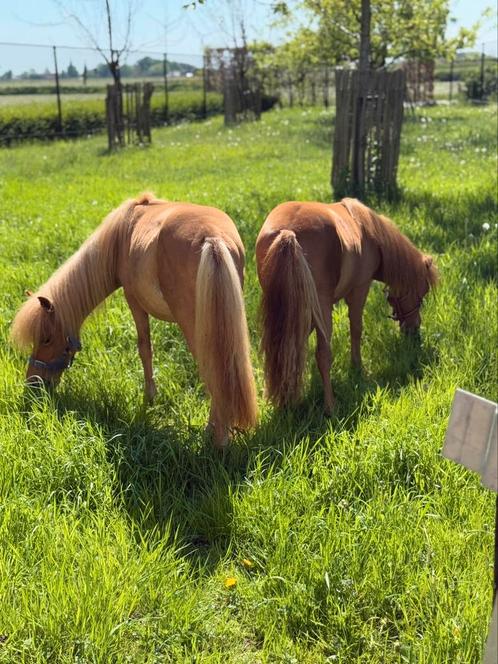 Stamboom Pony’s, Dieren en Toebehoren, Pony's, Hengst, Niet van toepassing, A pony (tot 1.17m), 0 tot 2 jaar, Met stamboom, Gechipt