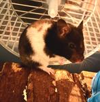 Tamme goudhamster, Dieren en Toebehoren, Hamster, Vrouwelijk, Mei, Tam