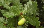 Zomereik - Quercus robur (boom), Tuin en Terras, Planten | Bomen, Ophalen