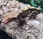 1.0 RTB bewezen kweekman Harlequin wimpergekko man, Hagedis, Tam, 7 tot 10 jaar