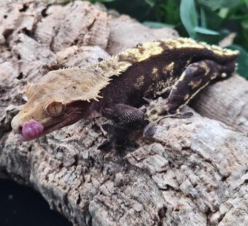 1.0 RTB bewezen kweekman Harlequin wimpergekko man beschikbaar voor biedingen